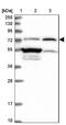 Family With Sequence Similarity 47 Member B antibody, NBP2-13998, Novus Biologicals, Western Blot image 
