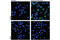CD79a antibody, 52821S, Cell Signaling Technology, Immunofluorescence image 