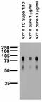 Calcium Voltage-Gated Channel Auxiliary Subunit Beta 1 antibody, 73-052, Antibodies Incorporated, Western Blot image 