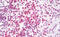 dsDNA antibody, MBS249088, MyBioSource, Immunohistochemistry frozen image 