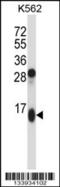 Guanylate Cyclase Activator 2A antibody, 57-317, ProSci, Western Blot image 