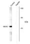 Mitogen-Activated Protein Kinase Kinase 5 antibody, AHP1302, Bio-Rad (formerly AbD Serotec) , Western Blot image 