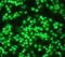 SMAD Family Member 1 antibody, ab33902, Abcam, Immunofluorescence image 