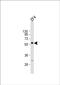 RIC8 Guanine Nucleotide Exchange Factor B antibody, PA5-49674, Invitrogen Antibodies, Western Blot image 