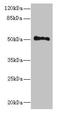 Unc-93 Homolog A antibody, LS-C398994, Lifespan Biosciences, Western Blot image 