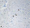 alpha-Synuclein, 80-96 antibody, 848302, BioLegend, Immunohistochemistry paraffin image 