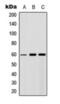 Akt antibody, orb393203, Biorbyt, Western Blot image 