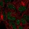 Gon-4 Like antibody, NBP2-57405, Novus Biologicals, Immunocytochemistry image 