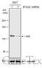 Cohesin subunit SA-2 antibody, GTX130304, GeneTex, Western Blot image 