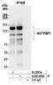 Cytosolic carboxypeptidase 1 antibody, A305-295A, Bethyl Labs, Immunoprecipitation image 