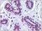 SAE2 antibody, AP31181PU-N, Origene, Immunohistochemistry frozen image 