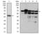 Replication Protein A1 antibody, AM06744PU-N, Origene, Western Blot image 