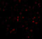Neuronal PAS Domain Protein 3 antibody, A10668, Boster Biological Technology, Immunofluorescence image 