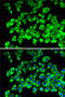 Ribosomal Protein L13 antibody, 19-274, ProSci, Immunofluorescence image 