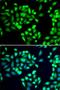Small glutamine-rich tetratricopeptide repeat-containing protein alpha antibody, orb247888, Biorbyt, Immunofluorescence image 