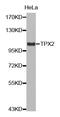TPX2 Microtubule Nucleation Factor antibody, MBS129138, MyBioSource, Western Blot image 