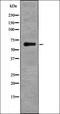 Serine/Threonine Kinase 11 antibody, orb335832, Biorbyt, Western Blot image 