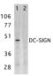 CD209 antigen antibody, TA306059, Origene, Western Blot image 