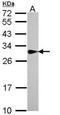 Sepiapterin Reductase antibody, orb69687, Biorbyt, Western Blot image 
