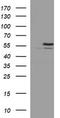 Tubulin Beta 2B Class IIb antibody, TA506684S, Origene, Western Blot image 