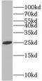 Phosducin Like 3 antibody, FNab06247, FineTest, Western Blot image 
