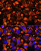 Fibrinogen Alpha Chain antibody, 15-587, ProSci, Immunofluorescence image 