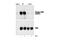 3-Phosphoinositide Dependent Protein Kinase 1 antibody, 3061S, Cell Signaling Technology, Western Blot image 
