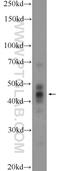 Transmembrane Protein 54 antibody, 14618-1-AP, Proteintech Group, Western Blot image 