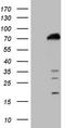 DNA Polymerase Alpha 2, Accessory Subunit antibody, TA807602S, Origene, Western Blot image 