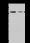 NADPH Dependent Diflavin Oxidoreductase 1 antibody, 203288-T32, Sino Biological, Western Blot image 