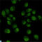 Transducin Beta Like 1 X-Linked Receptor 1 antibody, LS-C813130, Lifespan Biosciences, Immunocytochemistry image 
