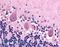 Adhesion G Protein-Coupled Receptor B1 antibody, LS-A991, Lifespan Biosciences, Immunohistochemistry frozen image 