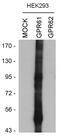 G Protein-Coupled Receptor 61 antibody, PA3-038, Invitrogen Antibodies, Western Blot image 