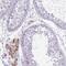 NBPF Member 4 antibody, NBP2-46749, Novus Biologicals, Immunohistochemistry frozen image 