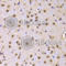p21 antibody, A1483, ABclonal Technology, Immunohistochemistry paraffin image 