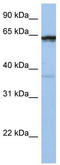 Popeye Domain Containing 2 antibody, TA346140, Origene, Western Blot image 