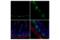 Olfactomedin 4 antibody, 39141T, Cell Signaling Technology, Immunofluorescence image 