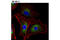 Kinectin 1 antibody, 13243S, Cell Signaling Technology, Immunofluorescence image 