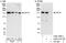 Kinesin Family Member 15 antibody, A302-706A, Bethyl Labs, Immunoprecipitation image 