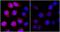 DNA damage-inducible transcript 4 protein antibody, IHC-00542, Bethyl Labs, Immunocytochemistry image 