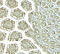 Collagen Triple Helix Repeat Containing 1 antibody, 8101, ProSci Inc, Immunohistochemistry paraffin image 