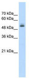 Pre-MRNA Processing Factor 19 antibody, TA329842, Origene, Western Blot image 