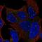 T-Box 1 antibody, PA5-65045, Invitrogen Antibodies, Immunofluorescence image 