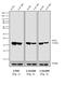 Mouse IgG (Fc) antibody, A16090, Invitrogen Antibodies, Western Blot image 