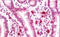 SEZ6L2 antibody, MBS248233, MyBioSource, Immunohistochemistry frozen image 