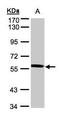 Probable Xaa-Pro aminopeptidase 3 antibody, TA307885, Origene, Western Blot image 