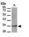 Leukotriene B4 Receptor antibody, PA5-28750, Invitrogen Antibodies, Western Blot image 