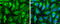 Deoxyribonuclease-1 antibody, GTX109306, GeneTex, Immunofluorescence image 