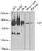 BCR Activator Of RhoGEF And GTPase antibody, 13-020, ProSci, Western Blot image 