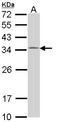 Checkpoint protein HUS1 antibody, LS-C186327, Lifespan Biosciences, Western Blot image 